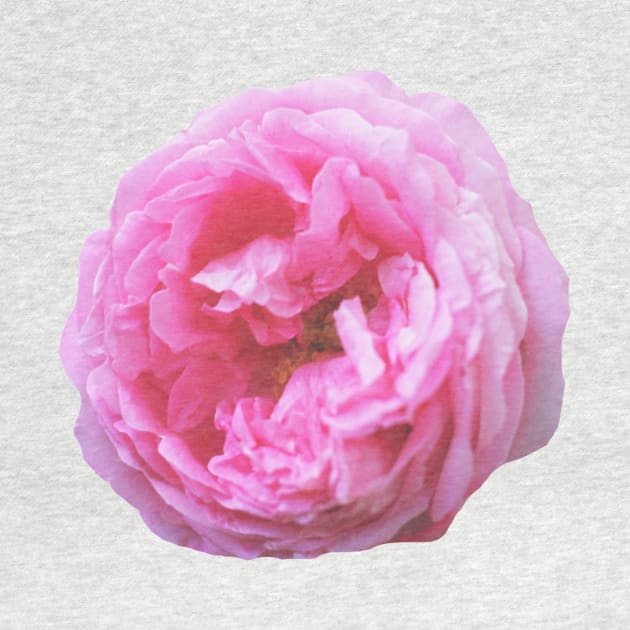 Pink peony by ghjura